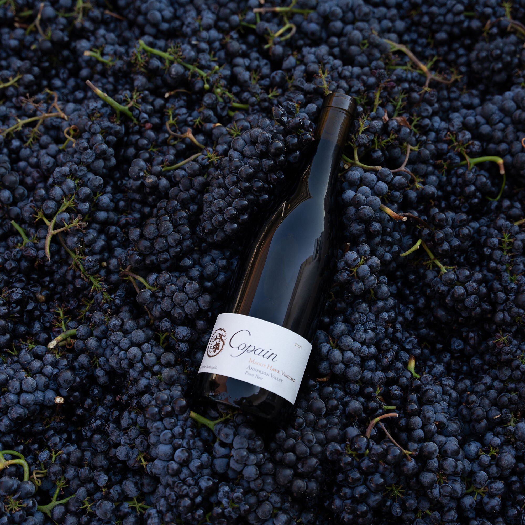 copain maggy hawk vineyard